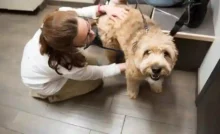 pet insurance