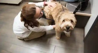 Pet Insurance and Routine Care: A Holistic Approach to Pet Health