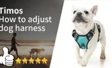 Dog Harness