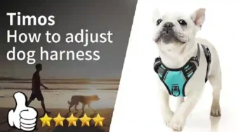 Step-by-Step Guide: How to Put on a Dog Harness