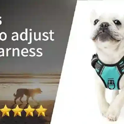 Dog Harness